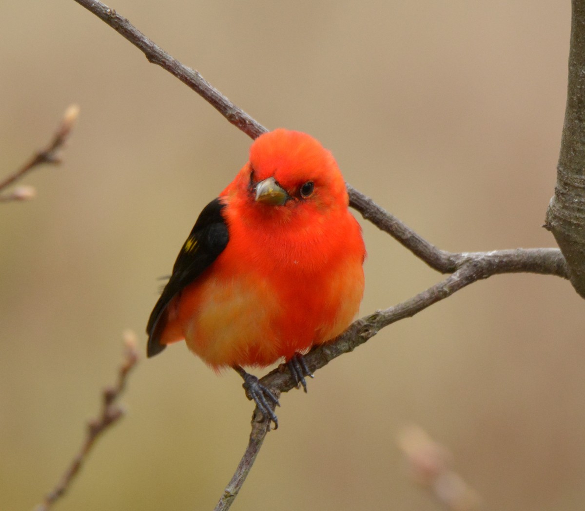 Scarlet Tanager - ML158568611