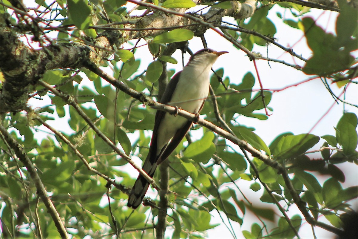 Yellow-billed Cuckoo - ML158568931