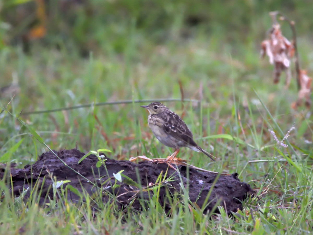 Yellowish Pipit - ML158570381