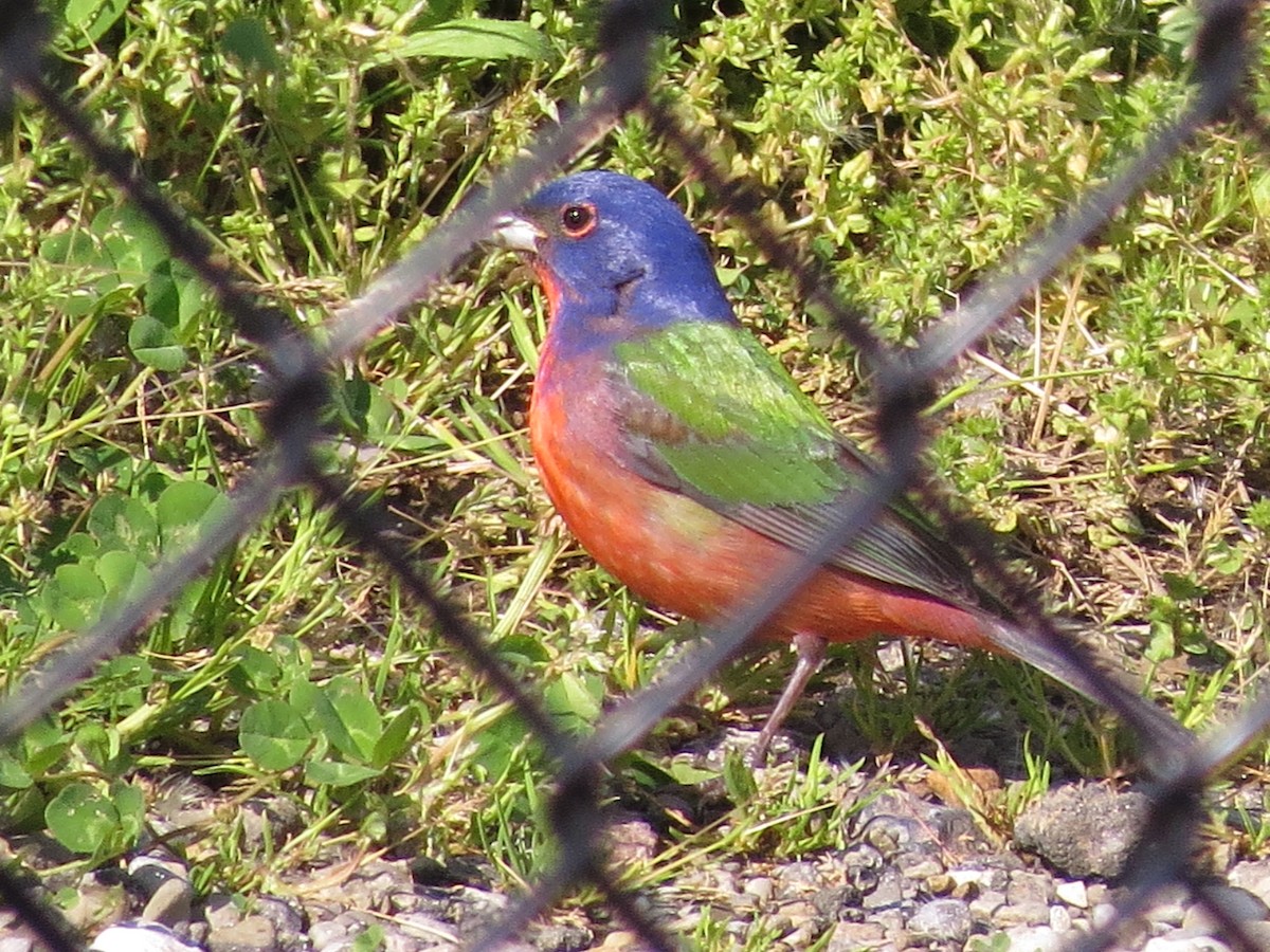 Painted Bunting - ML158570551
