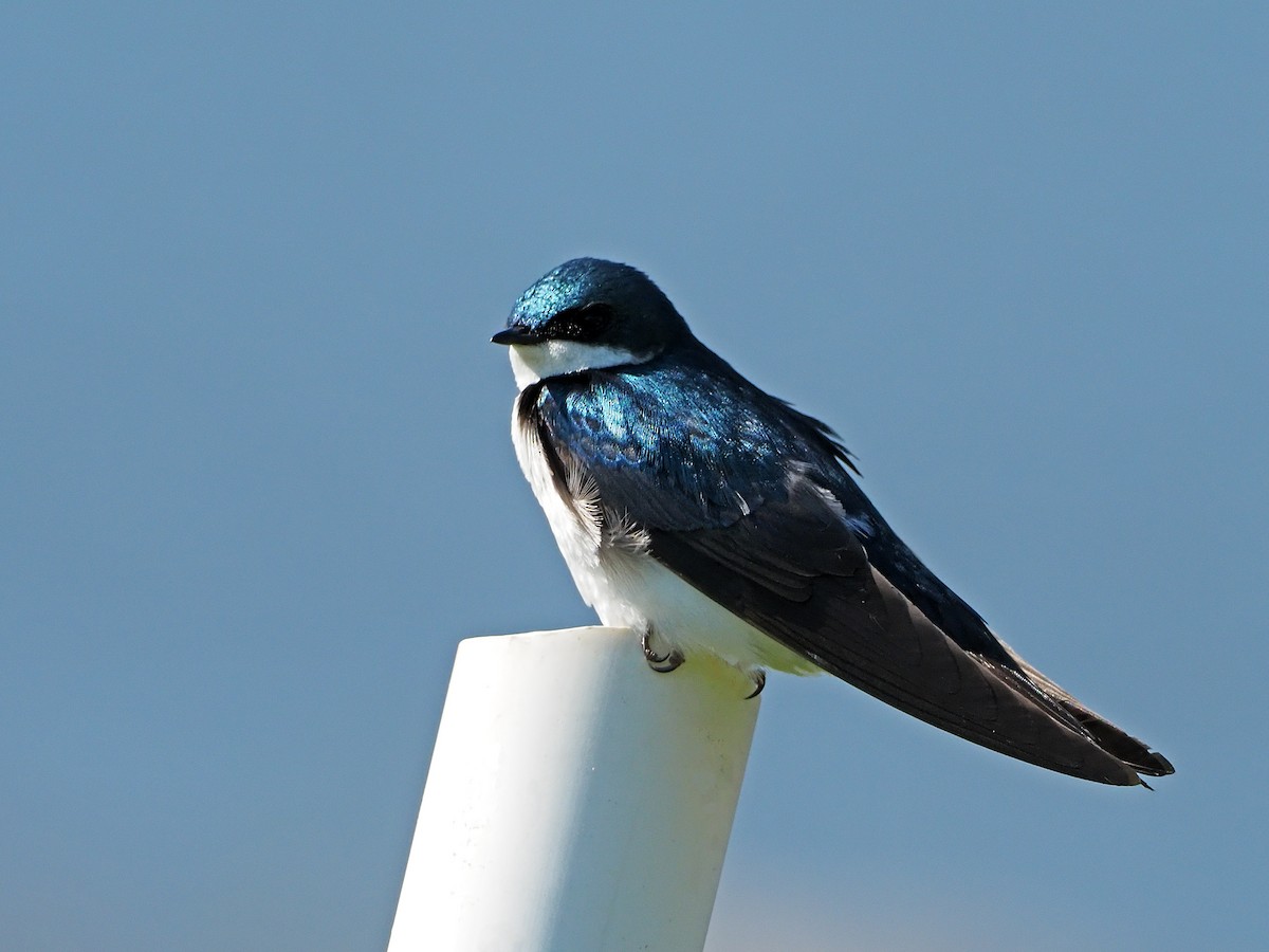 Tree Swallow - ML158571461