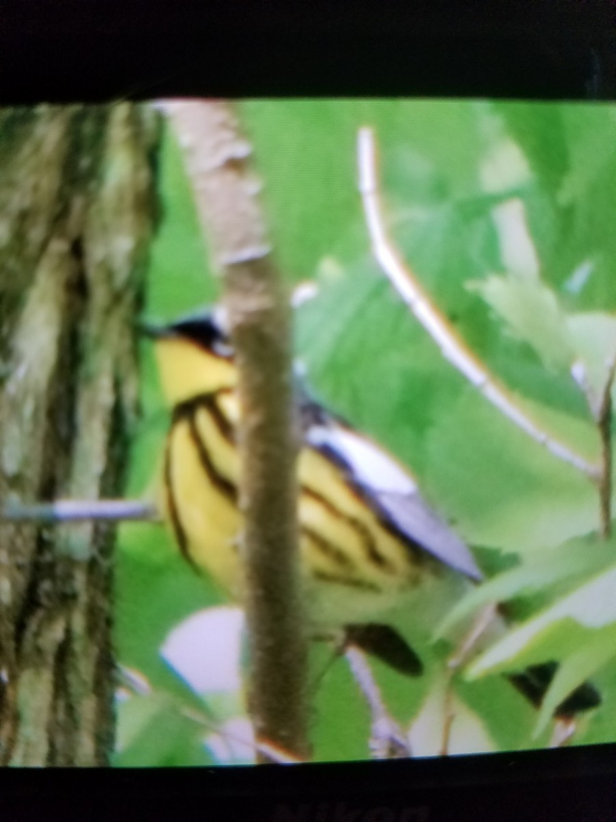 Magnolia Warbler - ML158572081