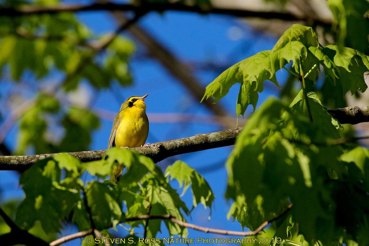 Kentucky Warbler - ML158574821