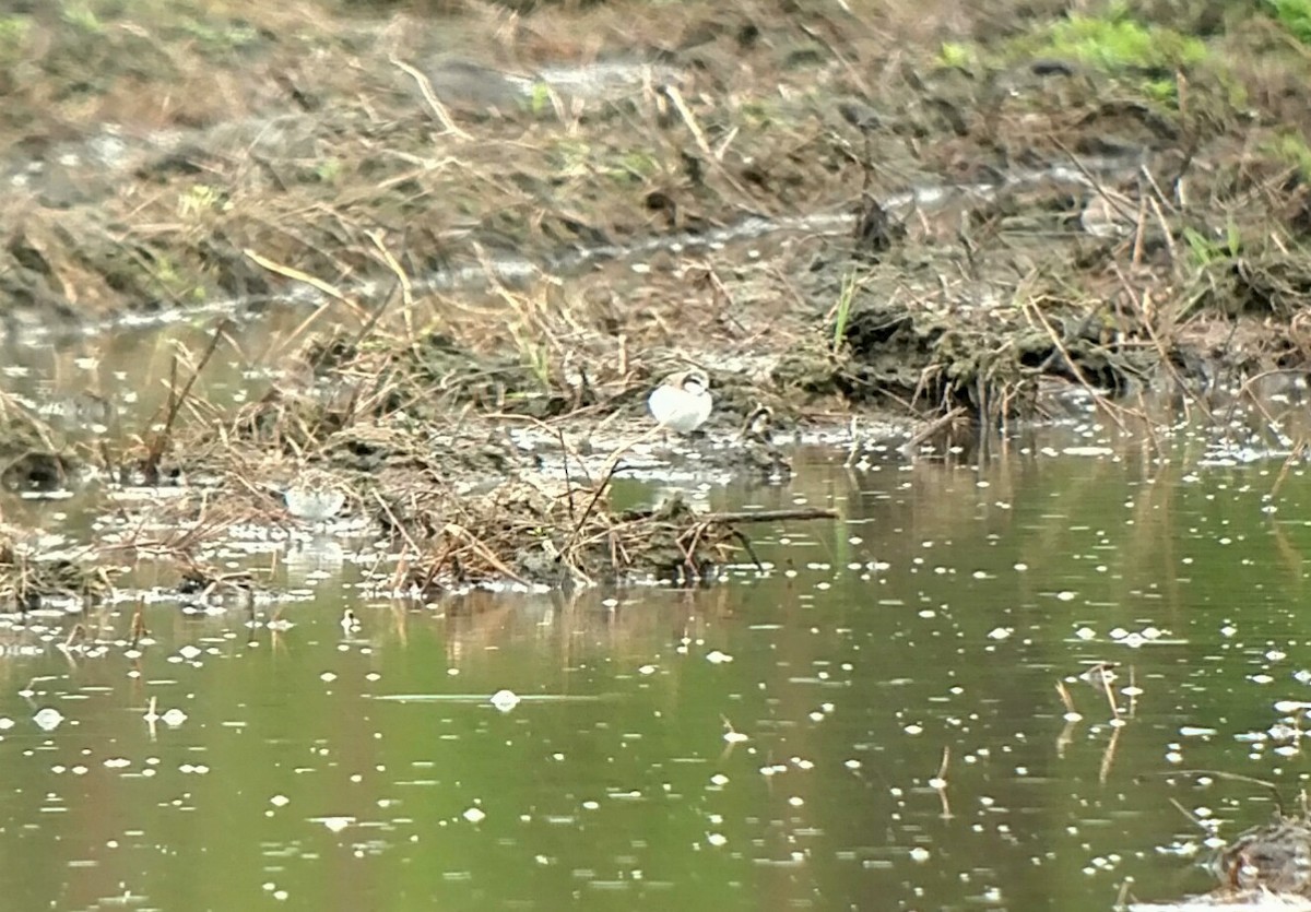 Wilson's Phalarope - ML158576121