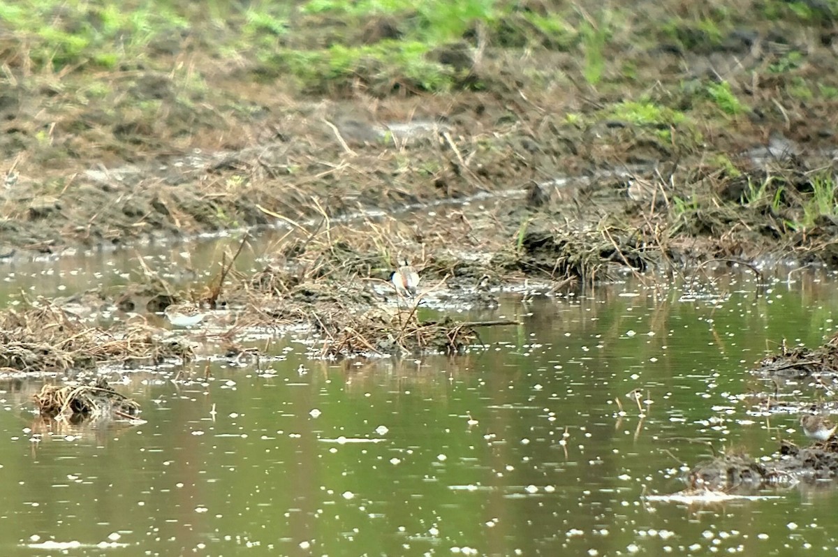 Wilson's Phalarope - ML158576131