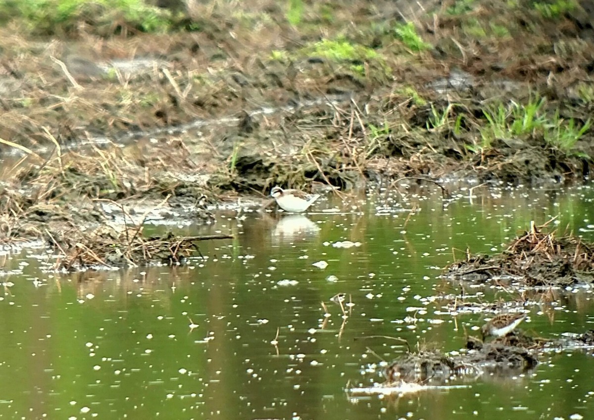 Wilson's Phalarope - ML158576141