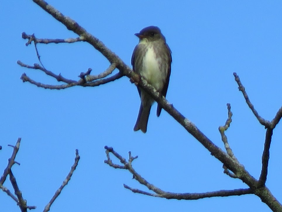 Olive-sided Flycatcher - ML158576401