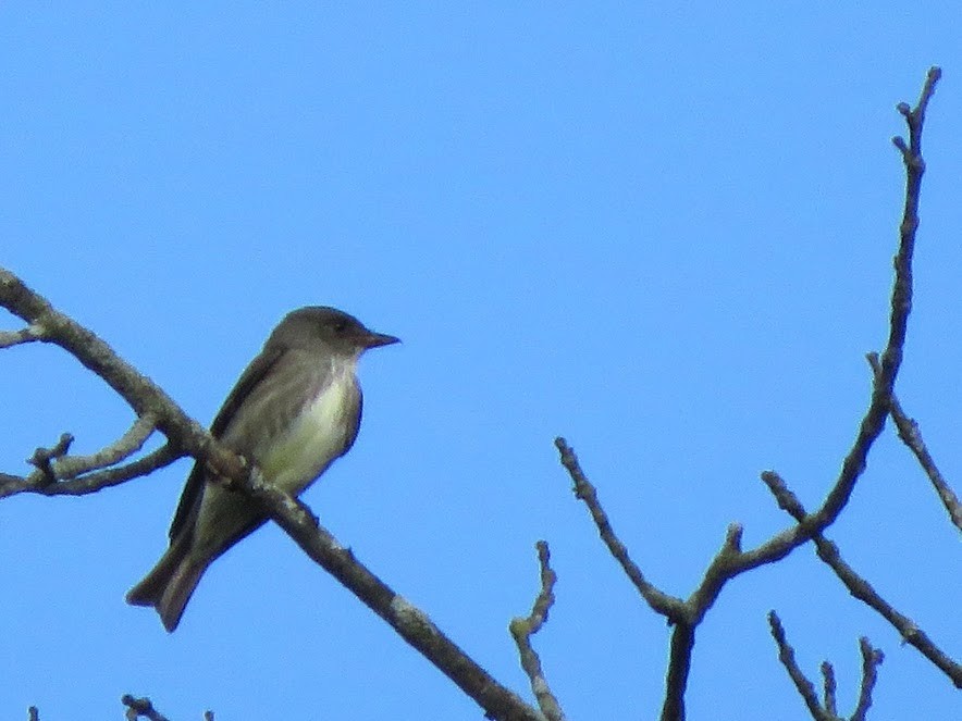 Olive-sided Flycatcher - ML158576461