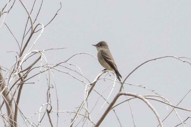 Western Wood-Pewee - ML158577281