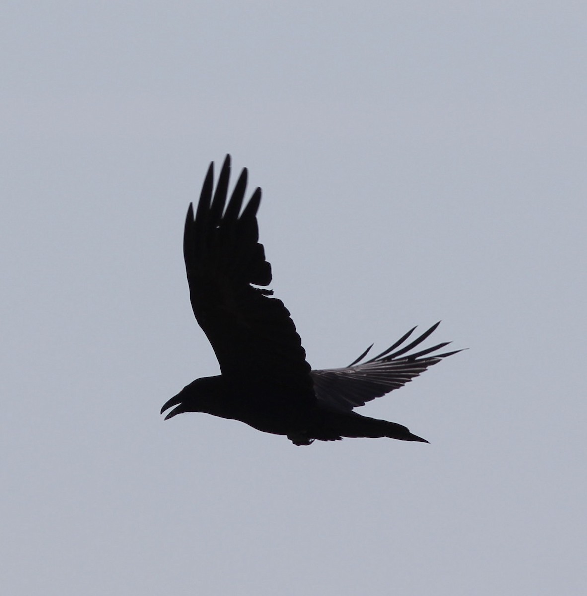 Common Raven - ML158578841