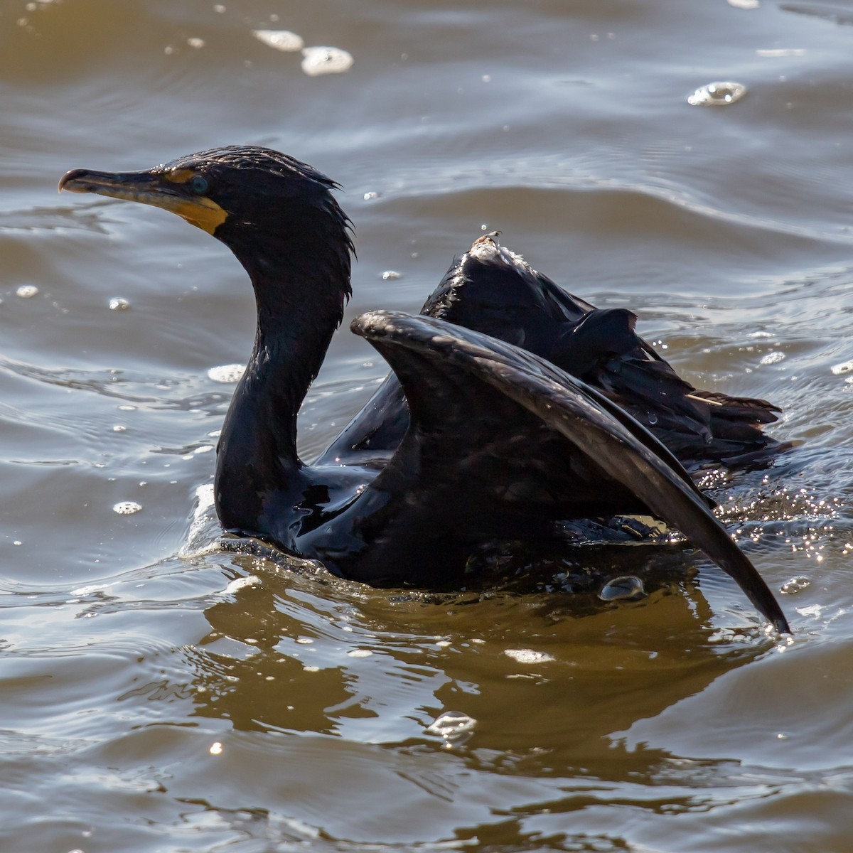 Cormoran à aigrettes - ML158579391