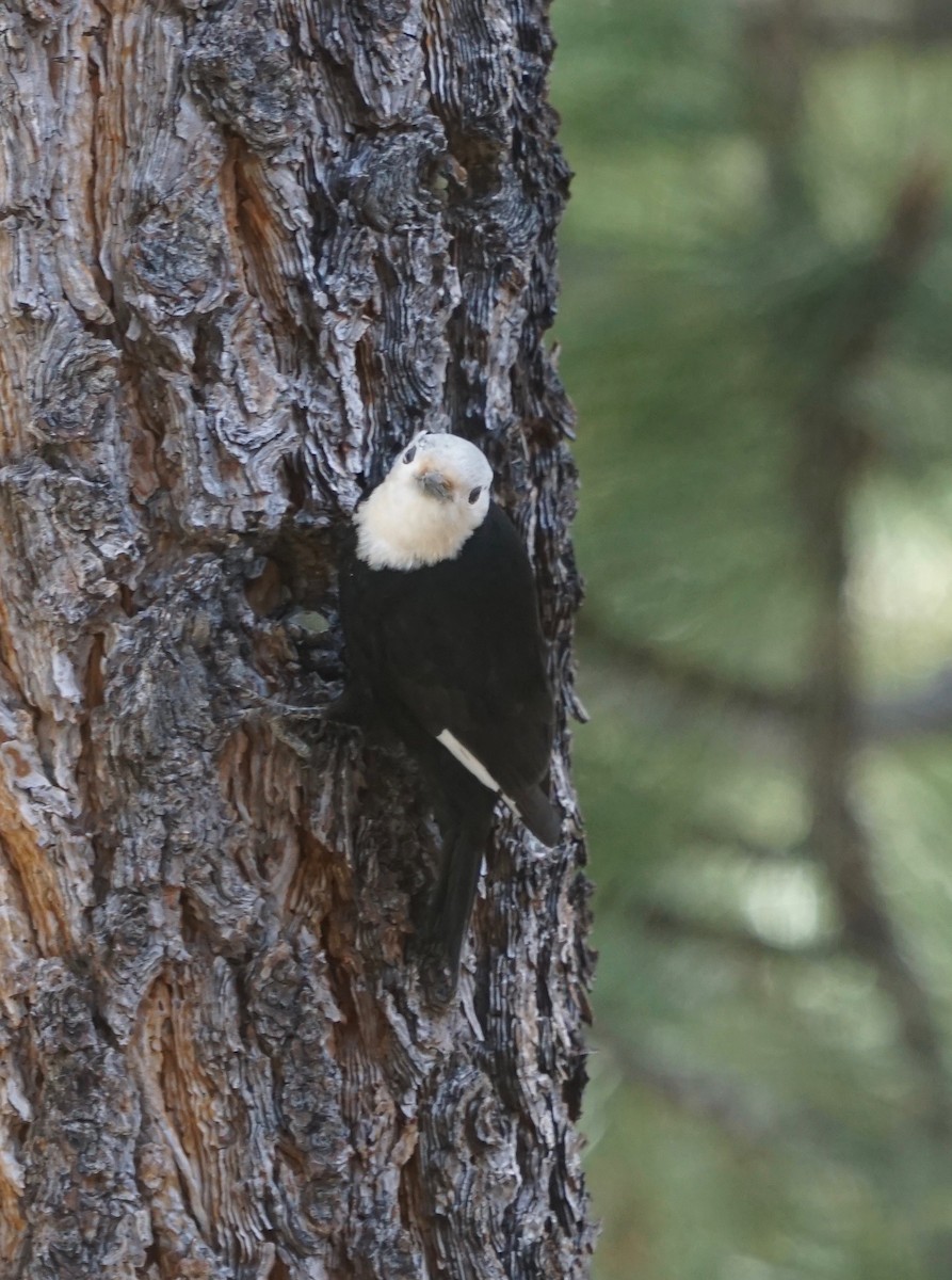 White-headed Woodpecker - ML158583291