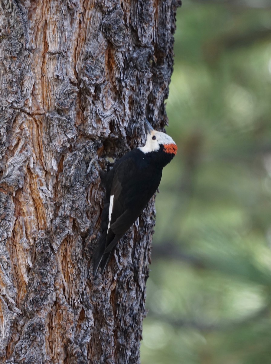 White-headed Woodpecker - ML158583341