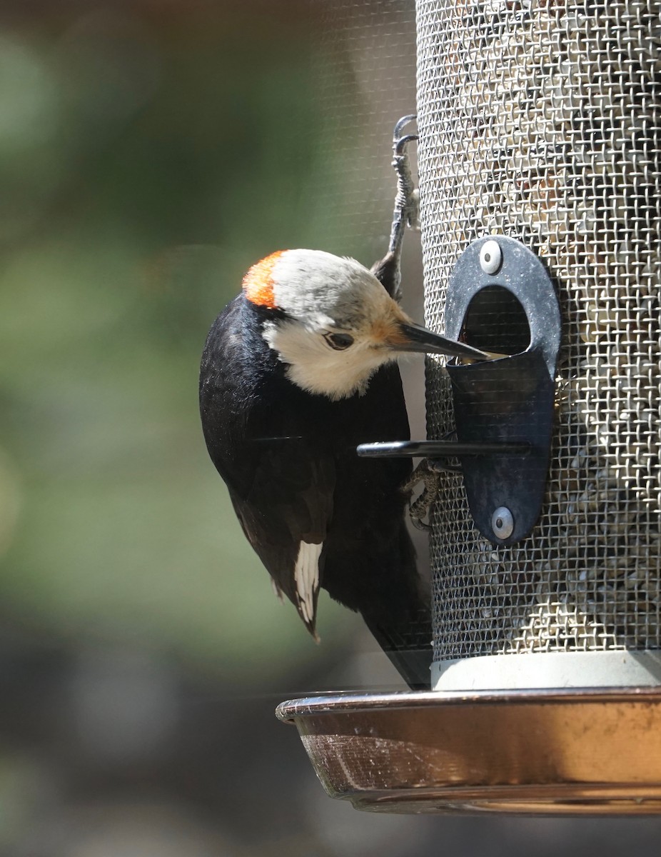 White-headed Woodpecker - ML158583351