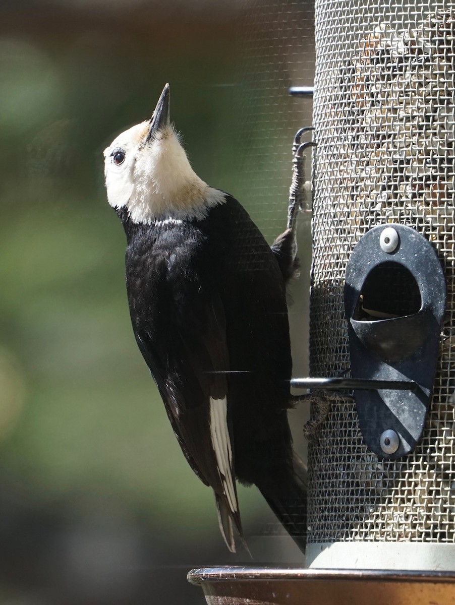 White-headed Woodpecker - ML158583361