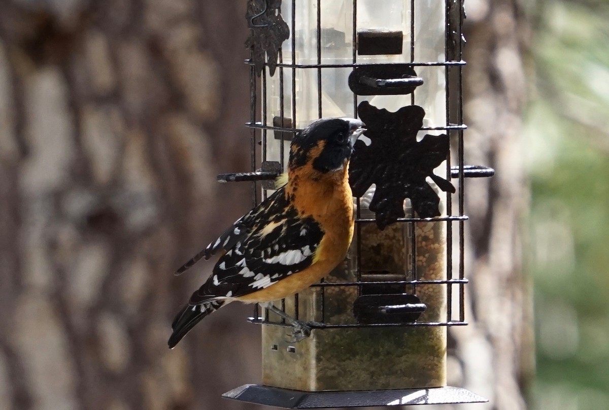 Cardinal à tête noire - ML158583421