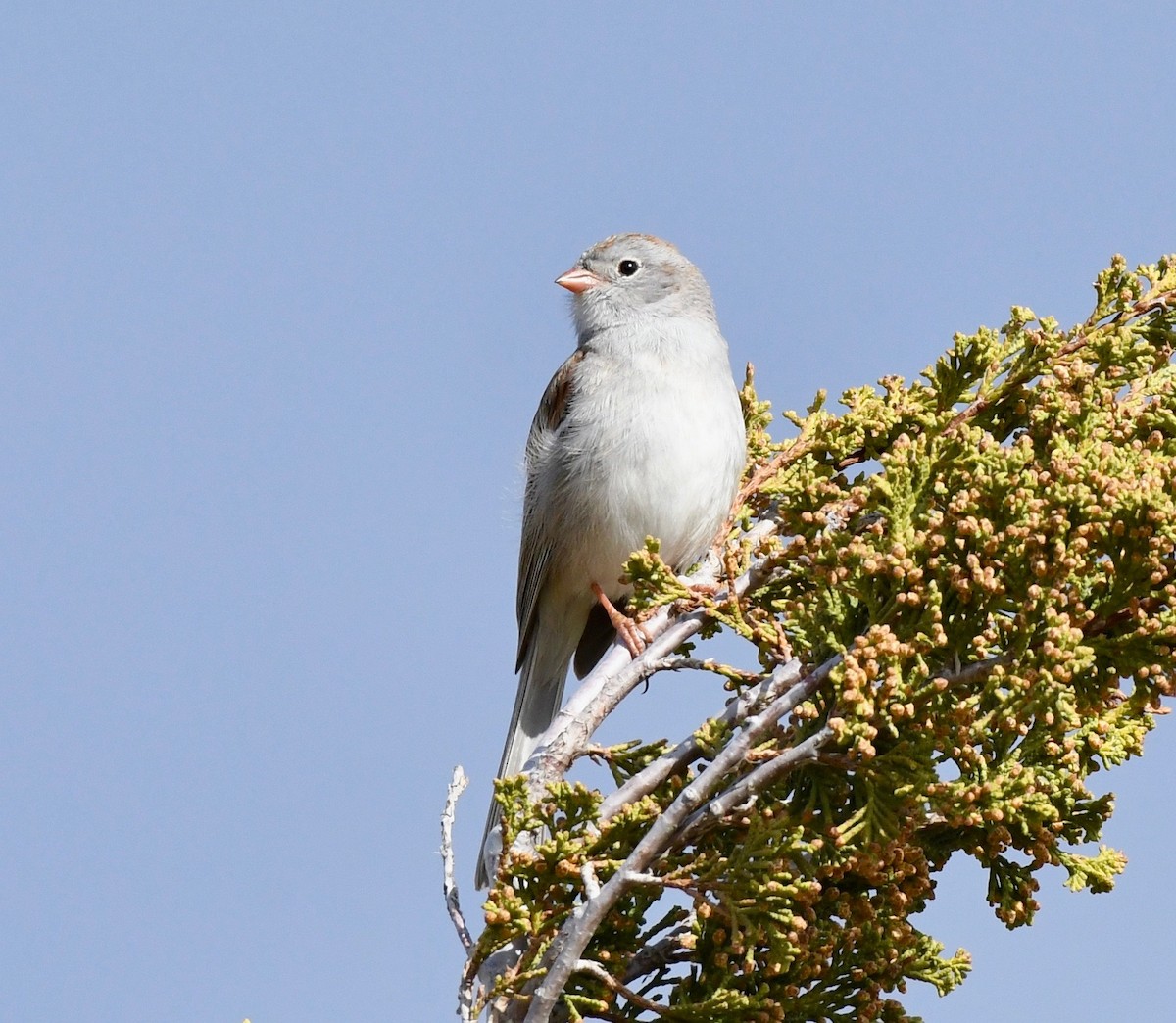 Field Sparrow - ML158583561