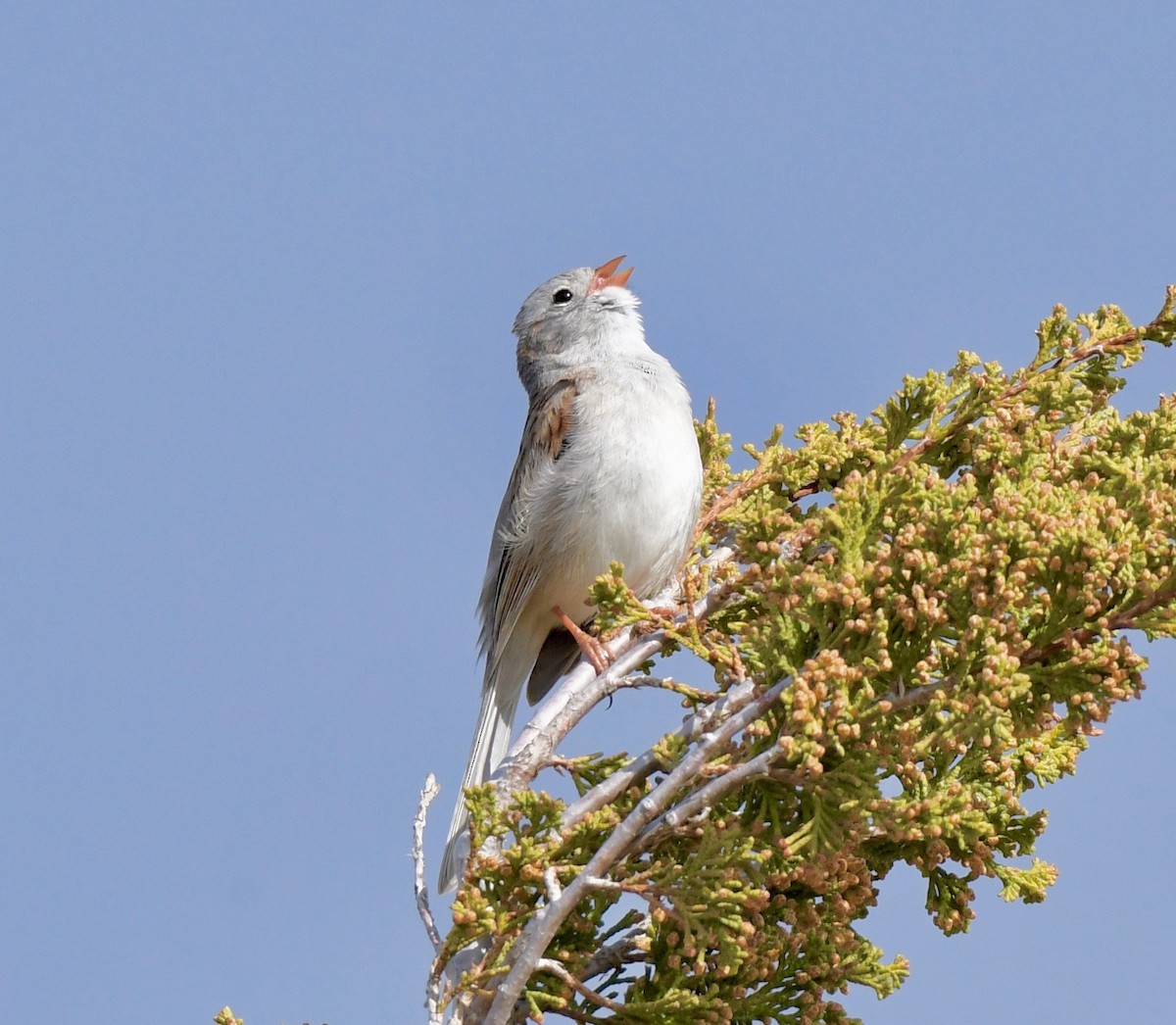 Field Sparrow - ML158583571