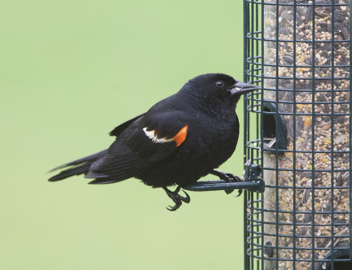 Red-winged Blackbird - Nick  Lund