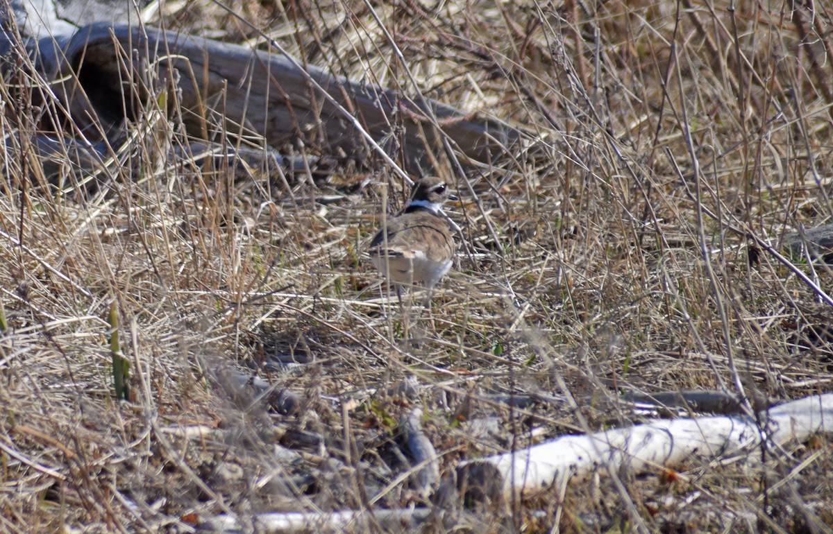 Killdeer - ML158583891