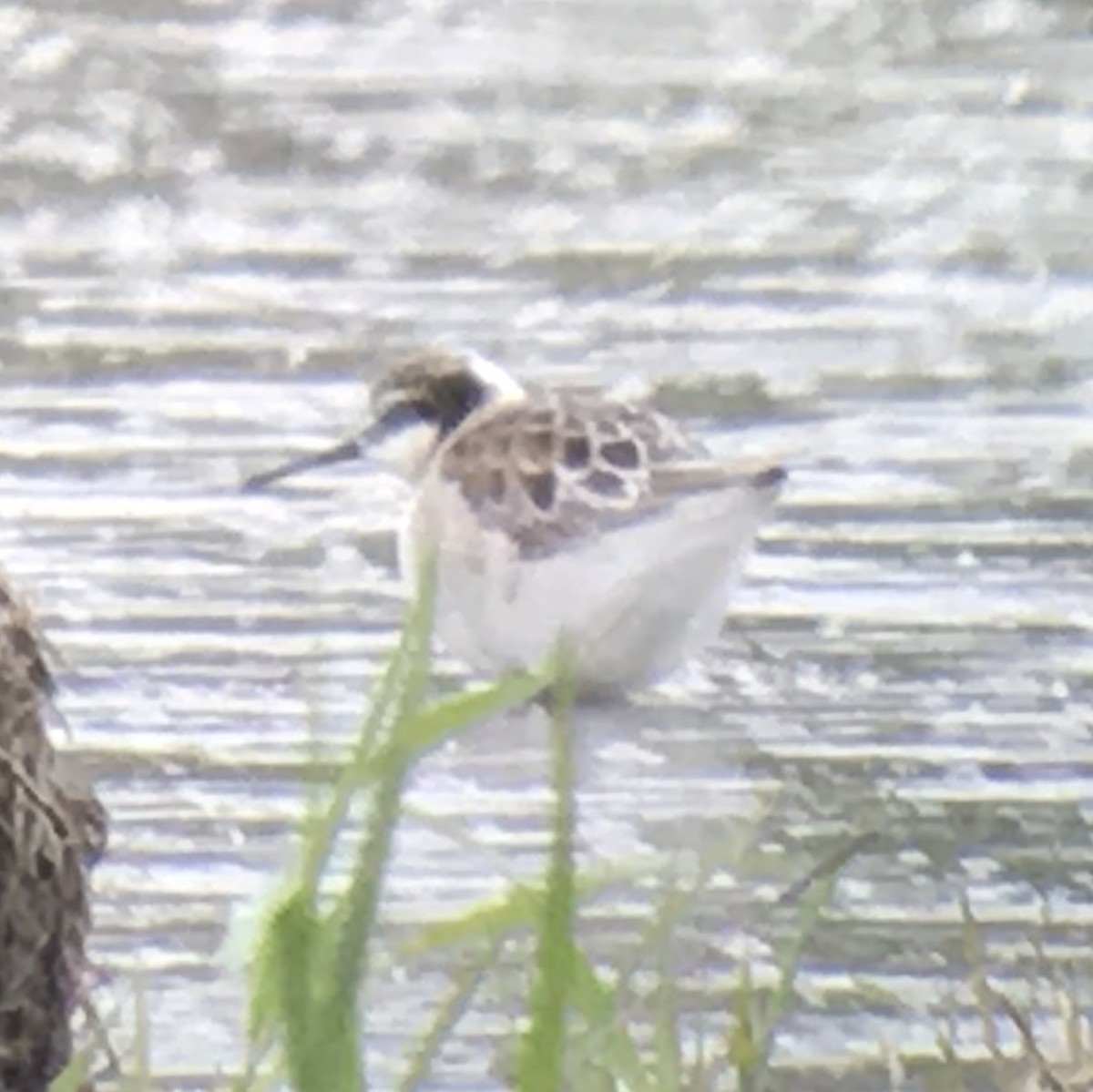 Wilson's Phalarope - ML158584721