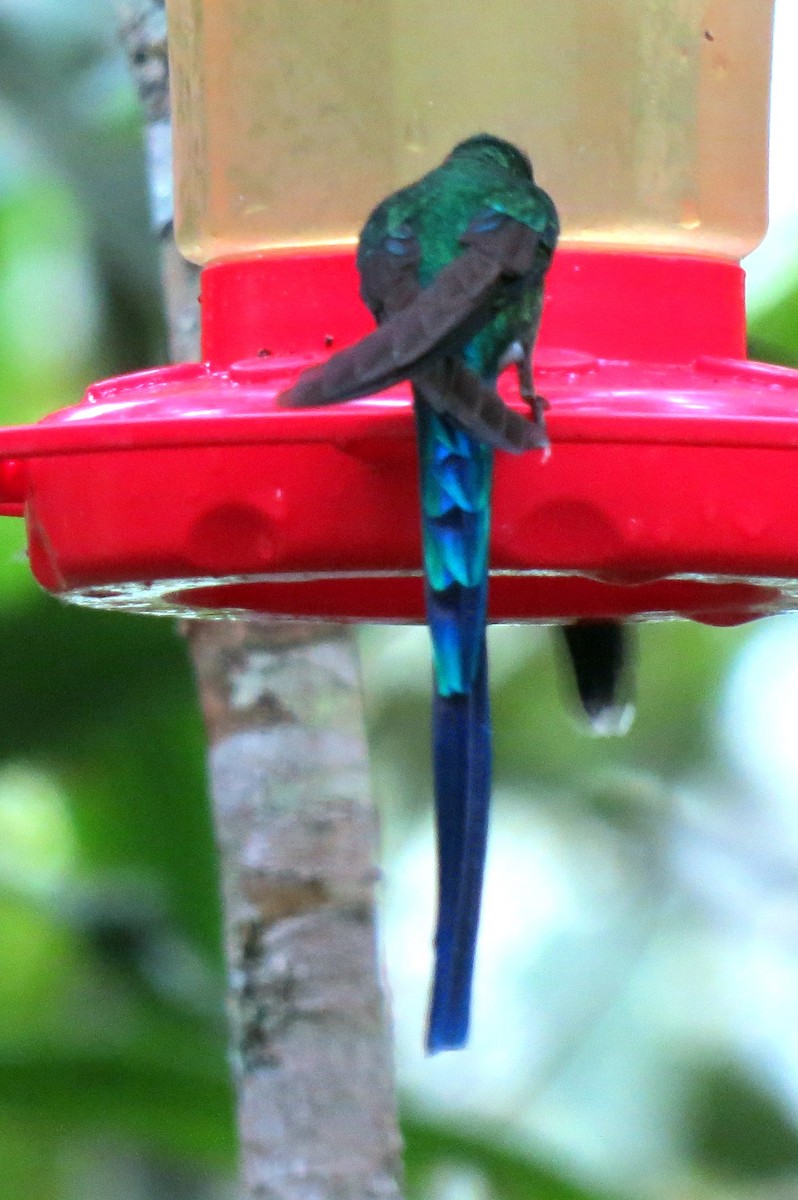 Long-tailed Sylph - Pat McKay