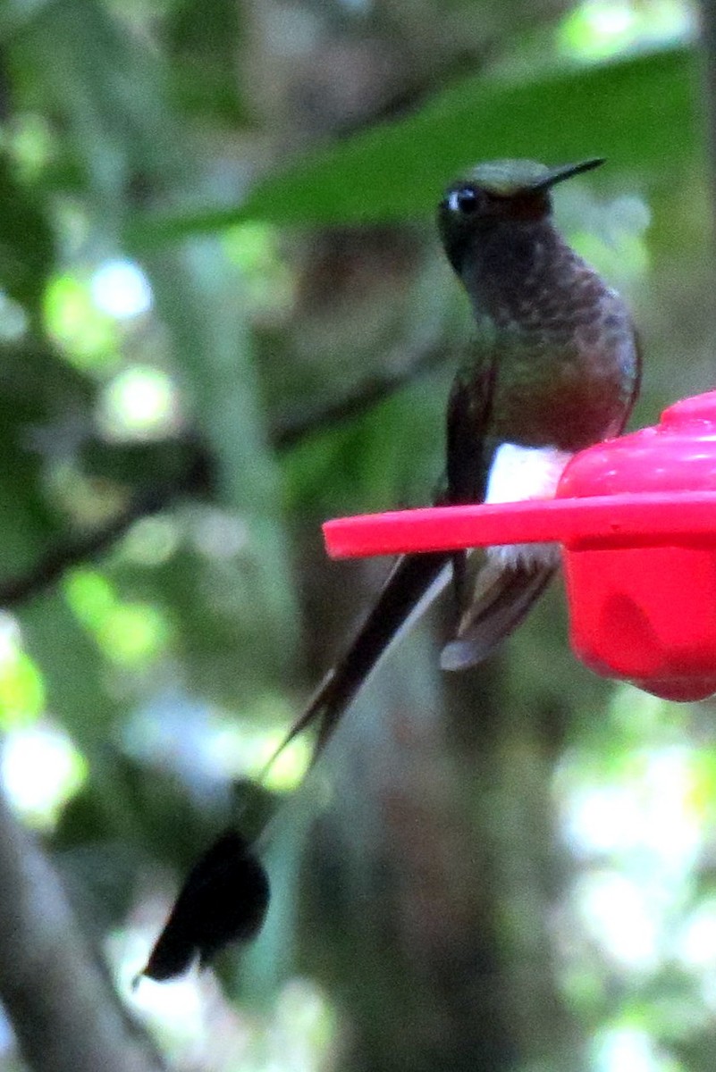 White-booted Racket-tail - ML158585701