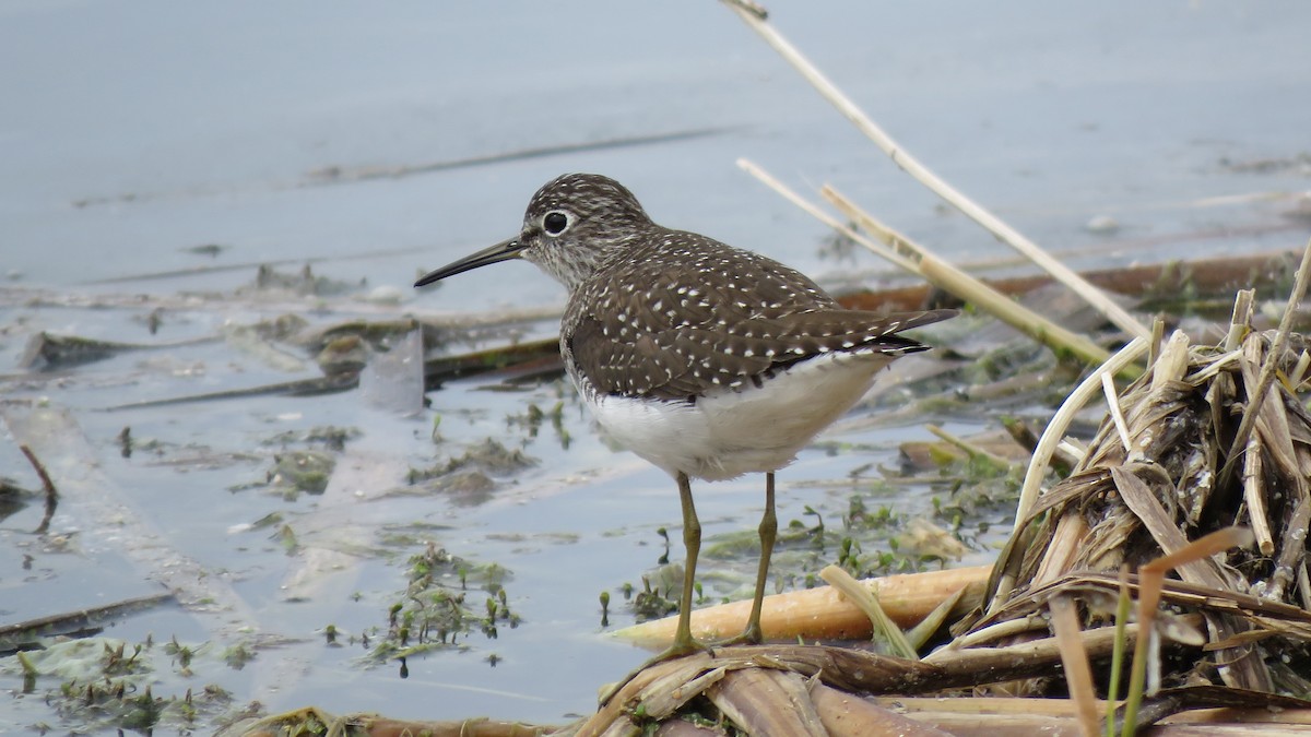 Solitary Sandpiper - ML158587071