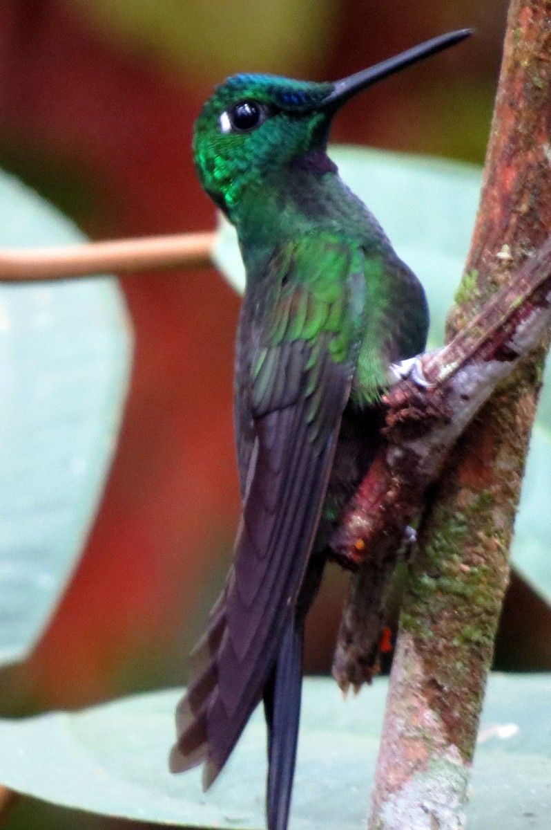 Green-crowned Brilliant - ML158587901