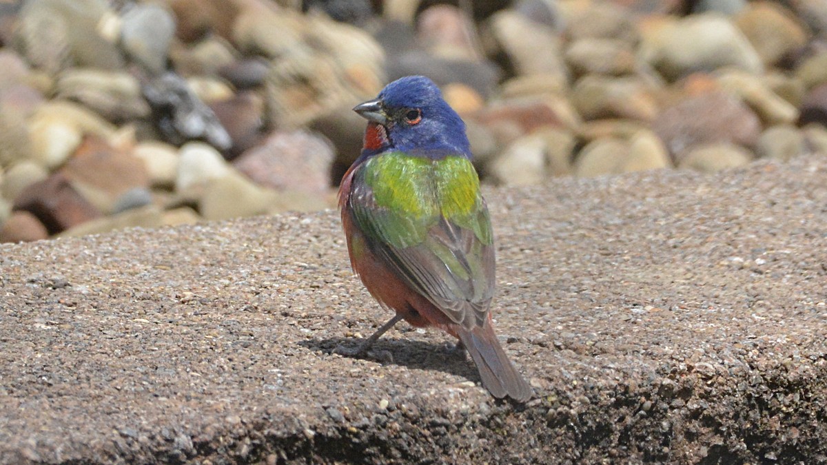 Painted Bunting - ML158589991