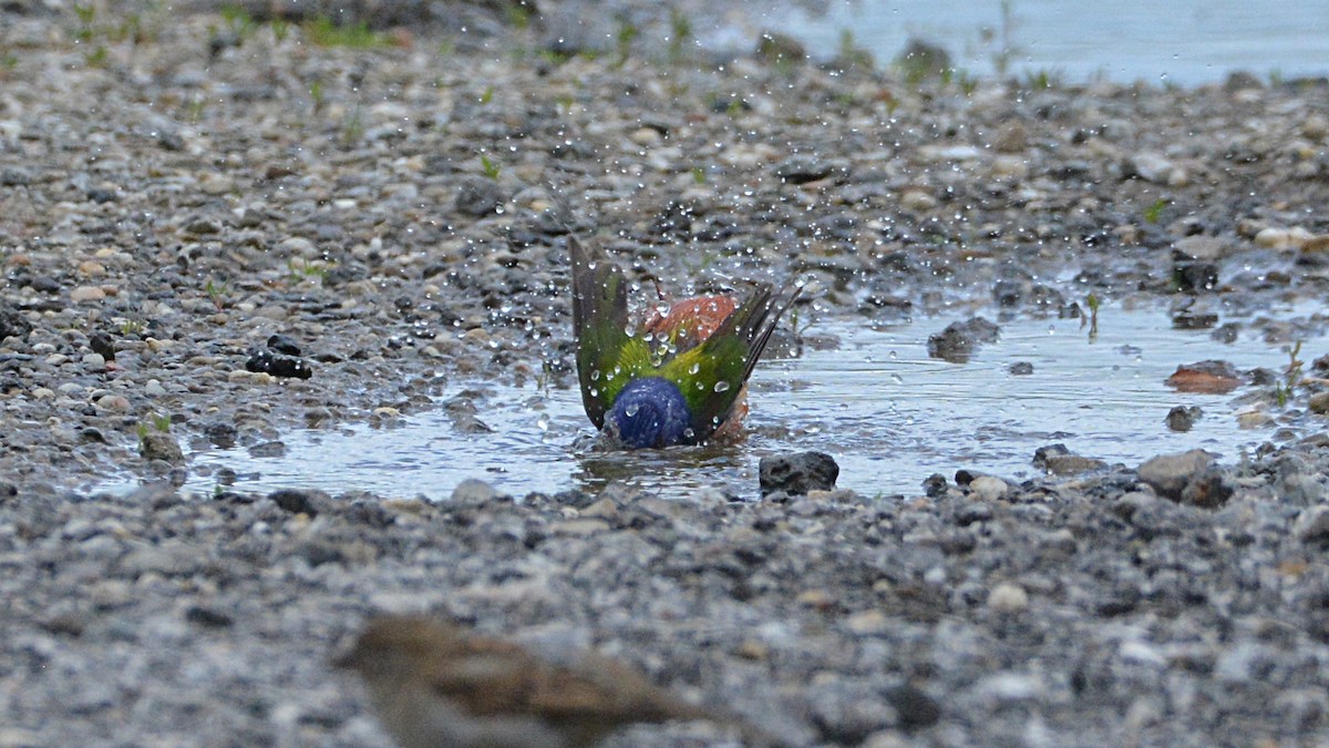 Painted Bunting - ML158590001