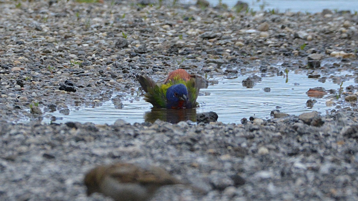 Painted Bunting - ML158590011
