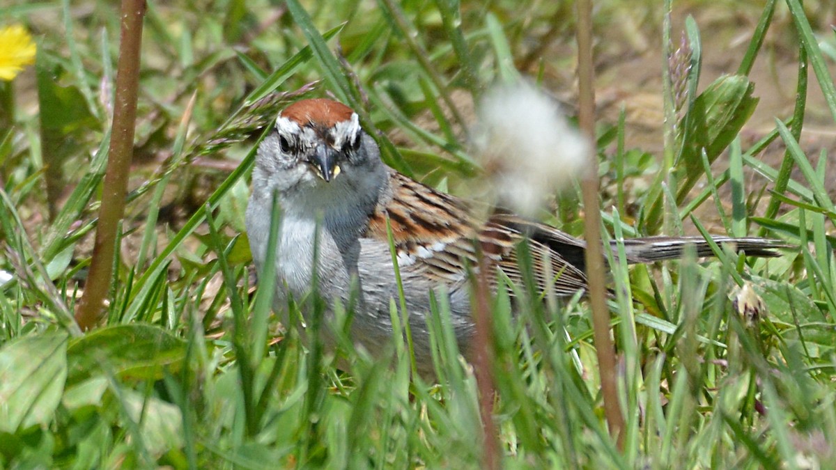 Chipping Sparrow - ML158590031