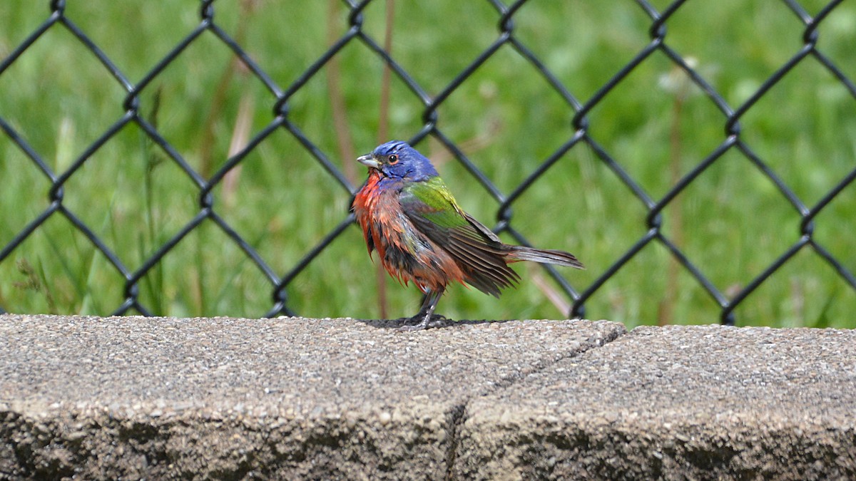 Painted Bunting - ML158590061