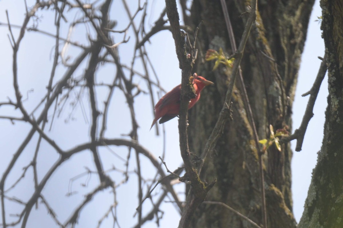 Summer Tanager - Daniel DeLapp