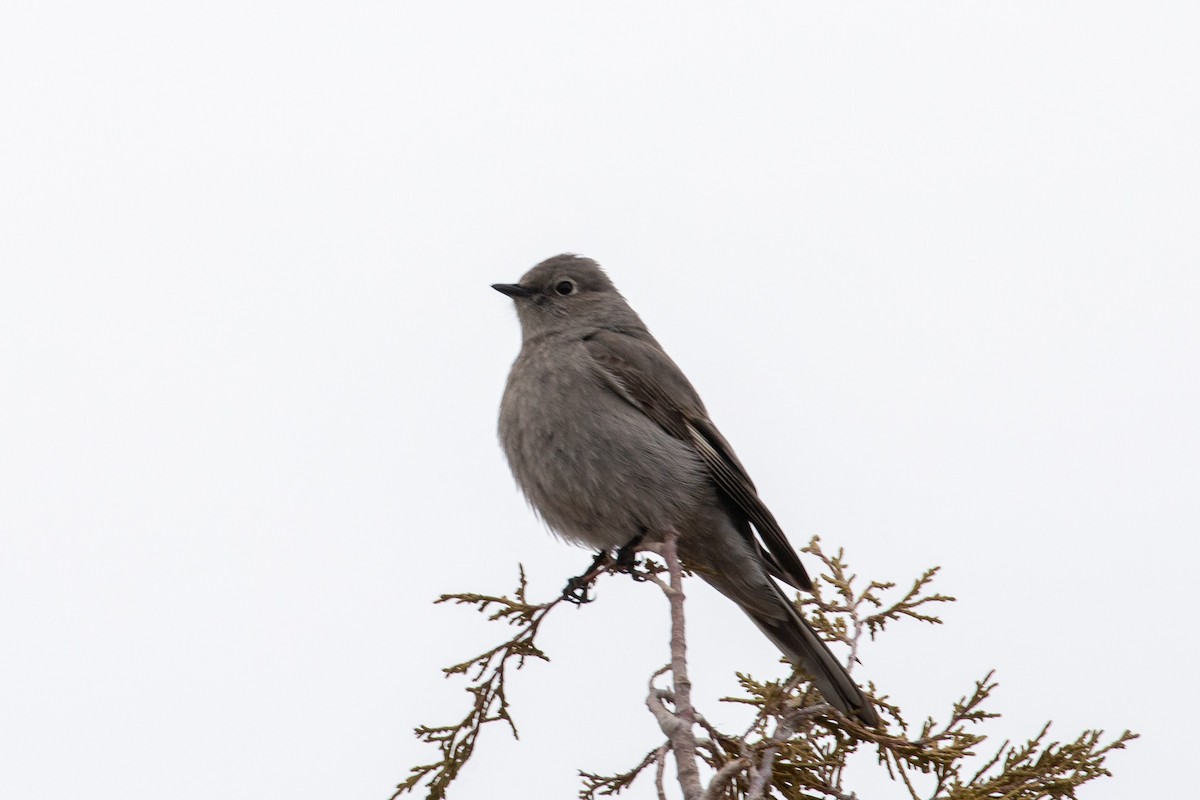 Townsend's Solitaire - Steve McInnis