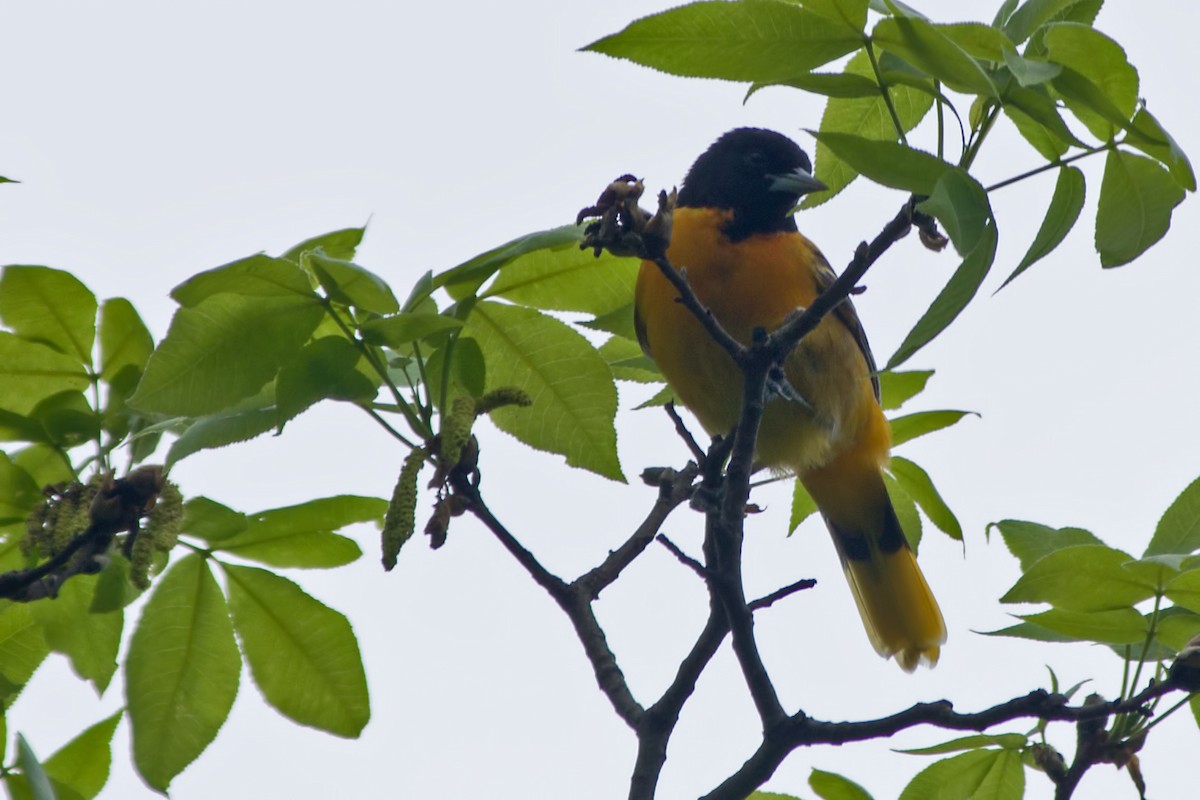 Baltimore Oriole - ML158591521