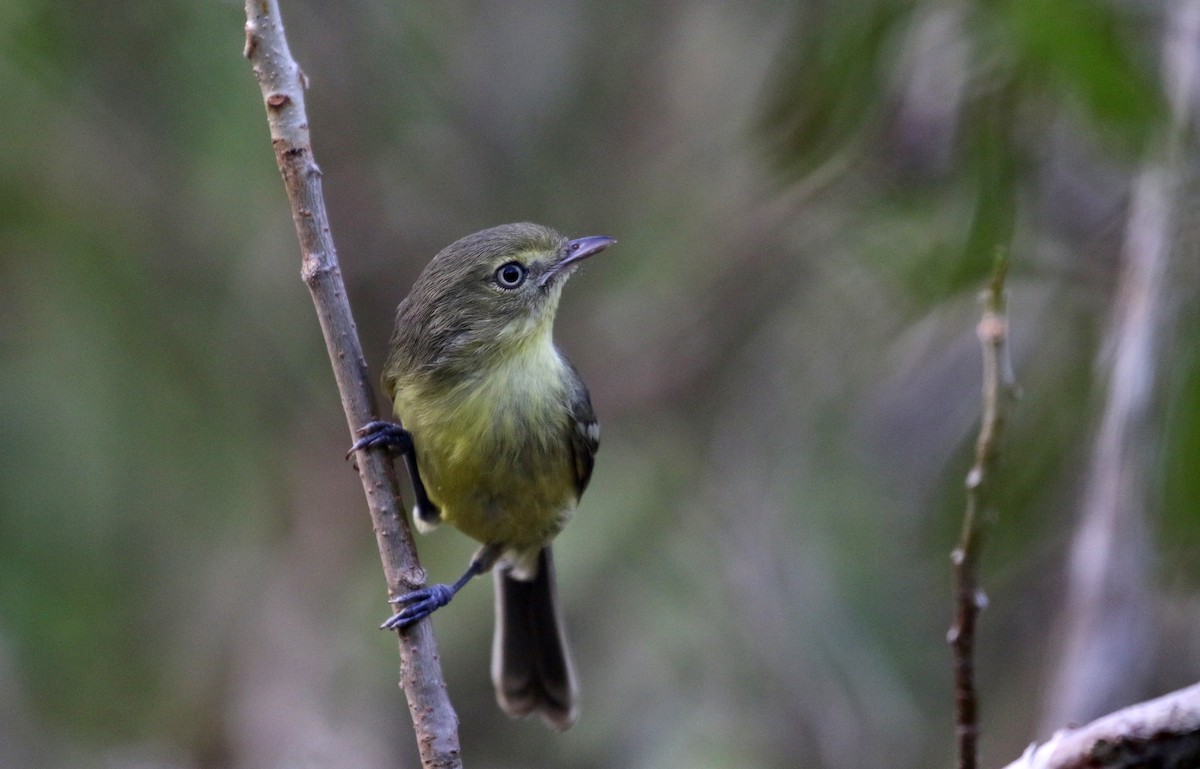 Flat-billed Vireo - ML158592041