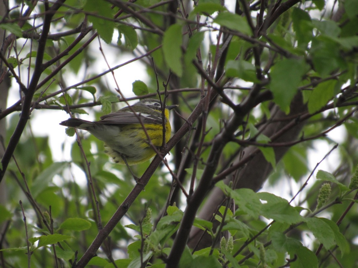 Magnolia Warbler - Richard Fleming