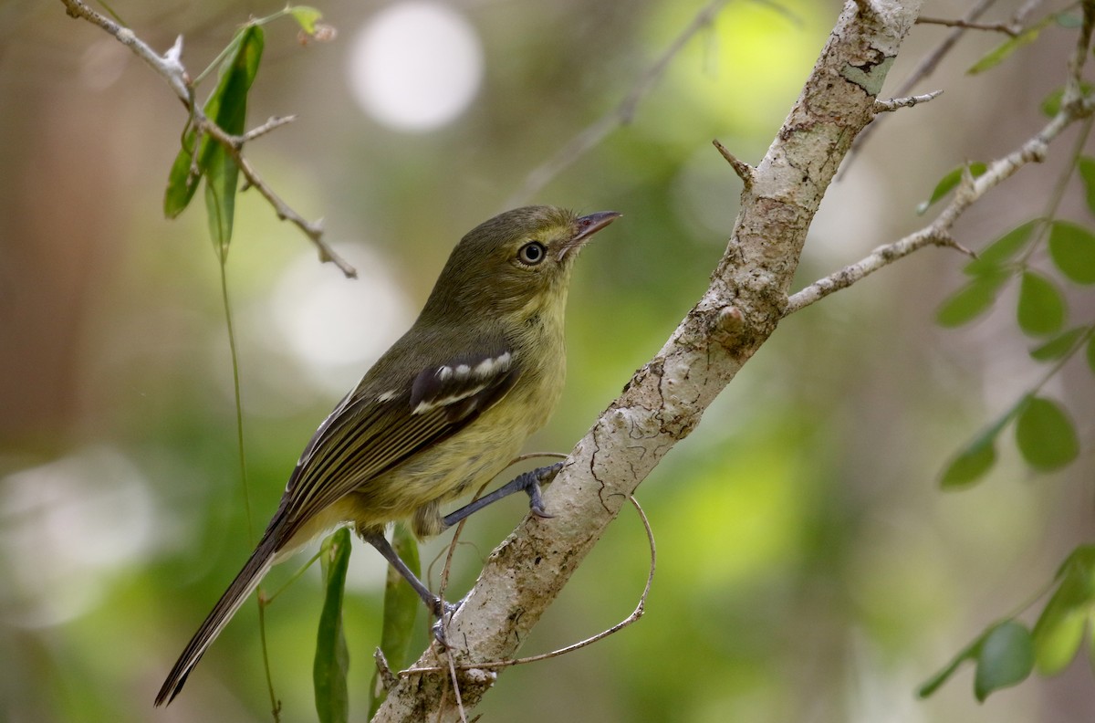 Flat-billed Vireo - Jay McGowan