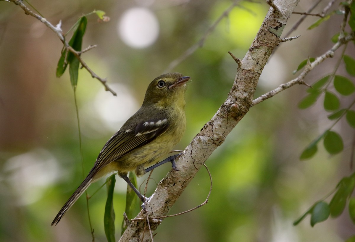 Flat-billed Vireo - Jay McGowan