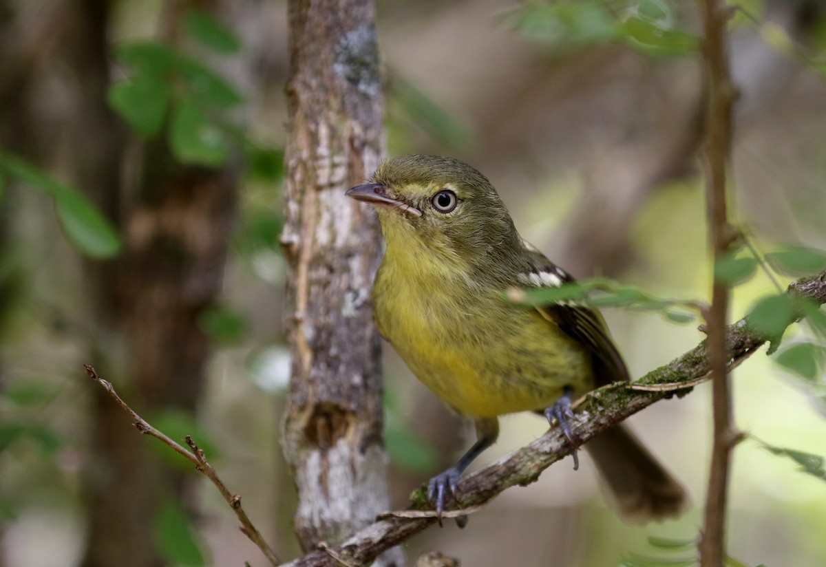 Flat-billed Vireo - Jay McGowan