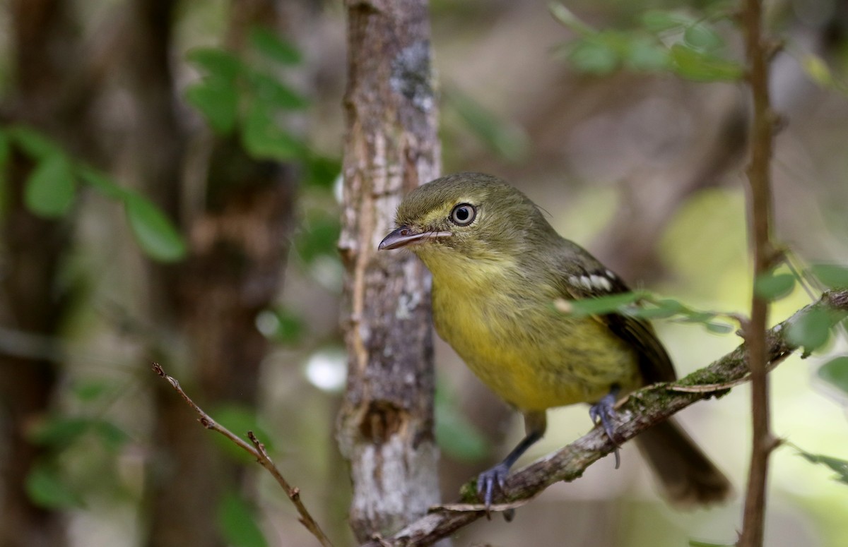 Flat-billed Vireo - ML158592981