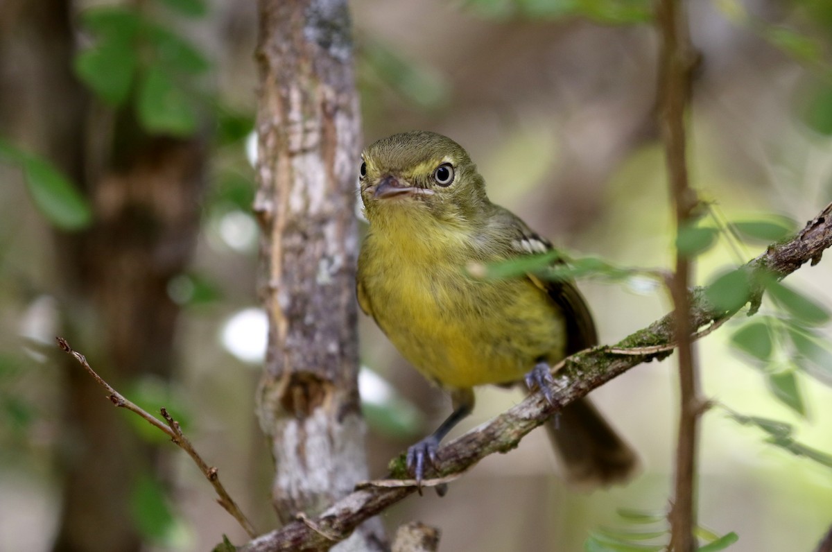 Flat-billed Vireo - ML158592991