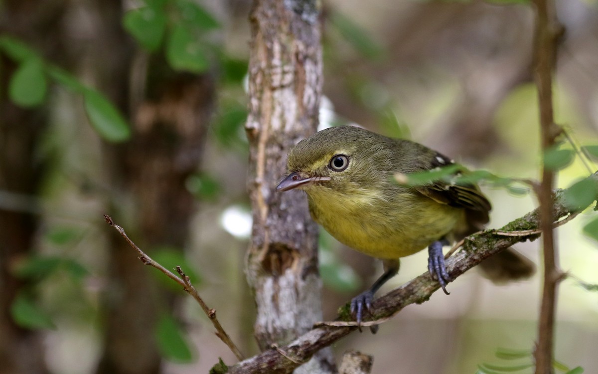 Flat-billed Vireo - Jay McGowan