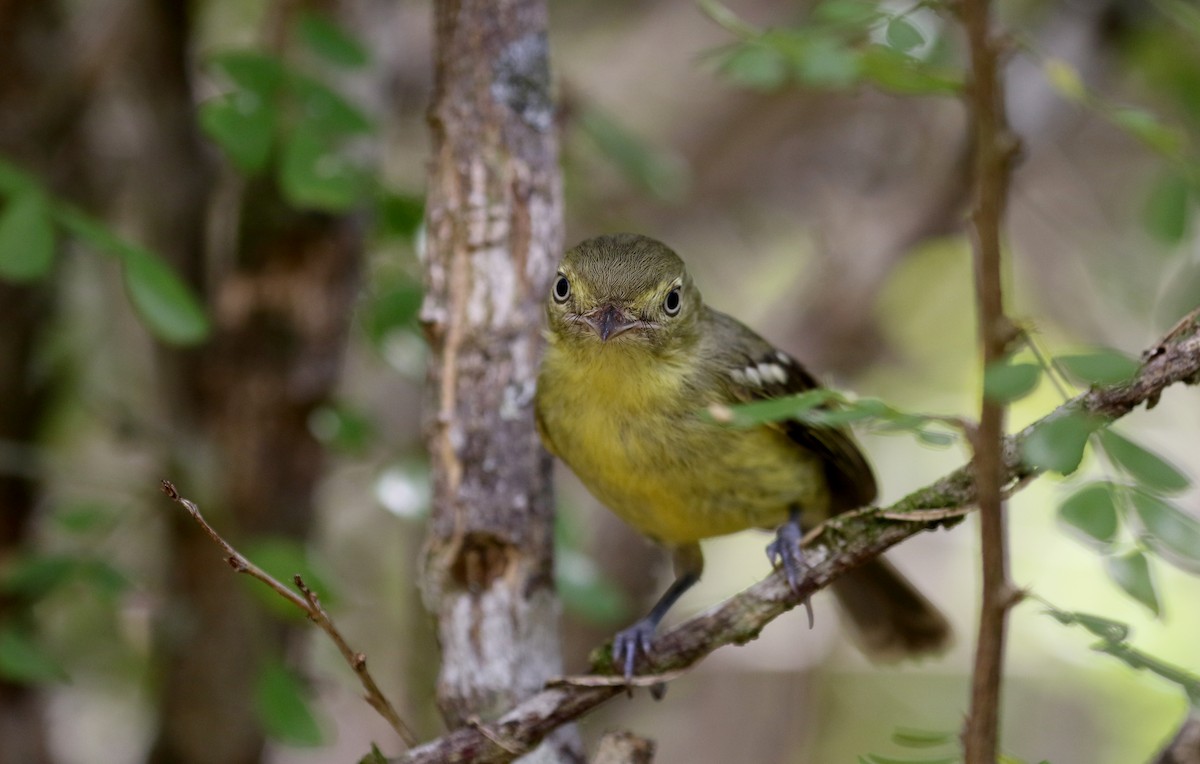 Flat-billed Vireo - Jay McGowan