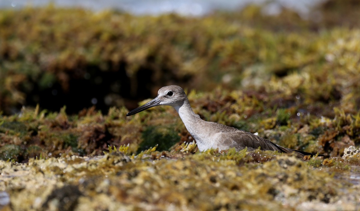 Willet - ML158593681