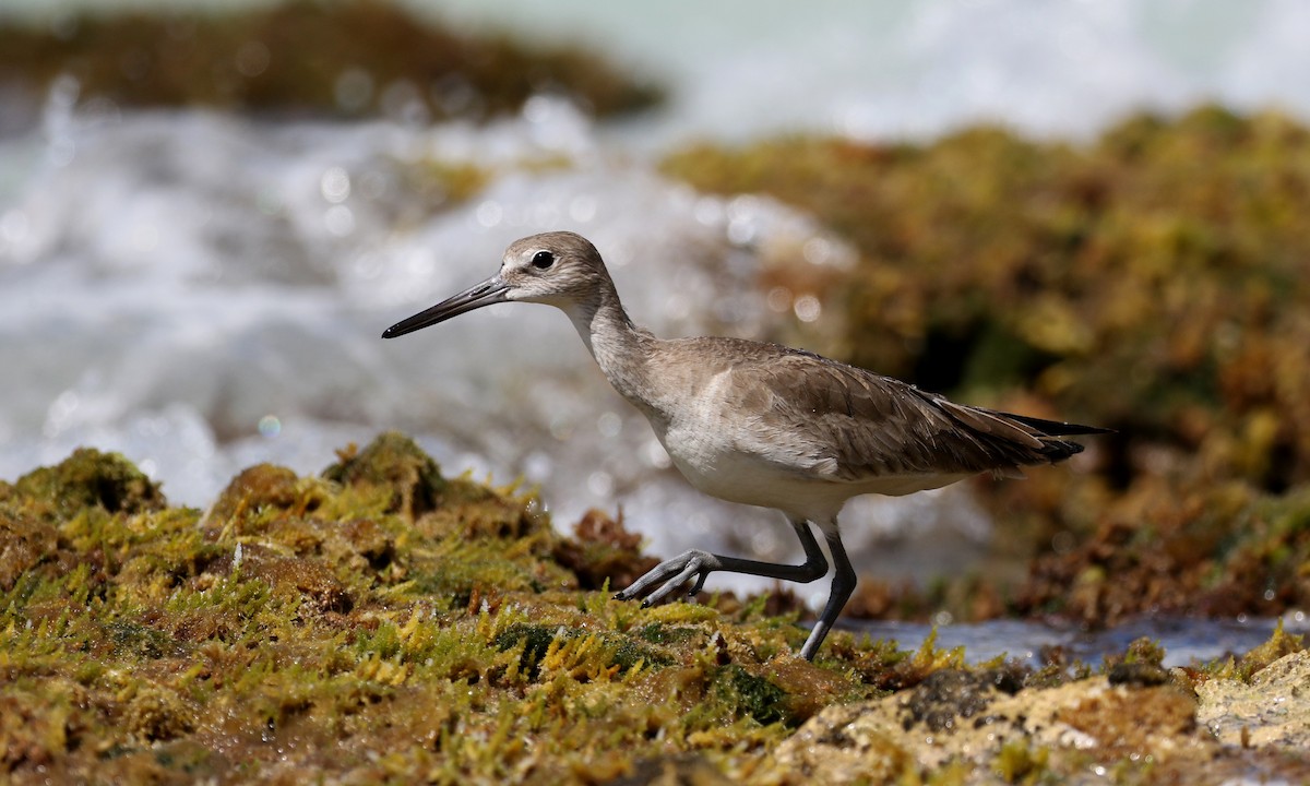 Willet - ML158593721