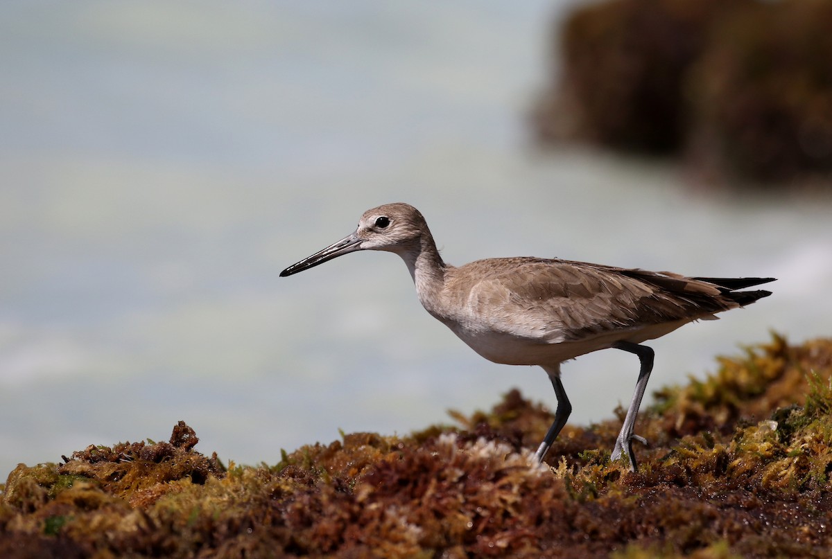 Willet - ML158593751