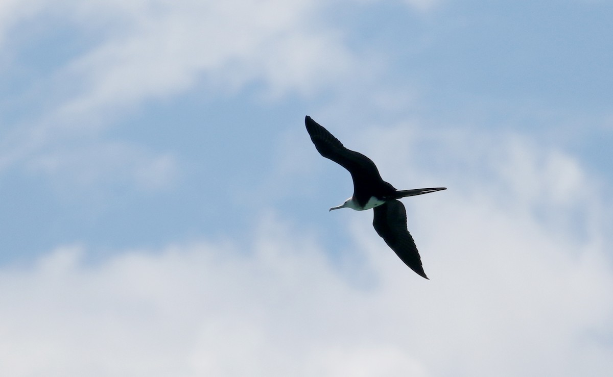 Magnificent Frigatebird - ML158593891